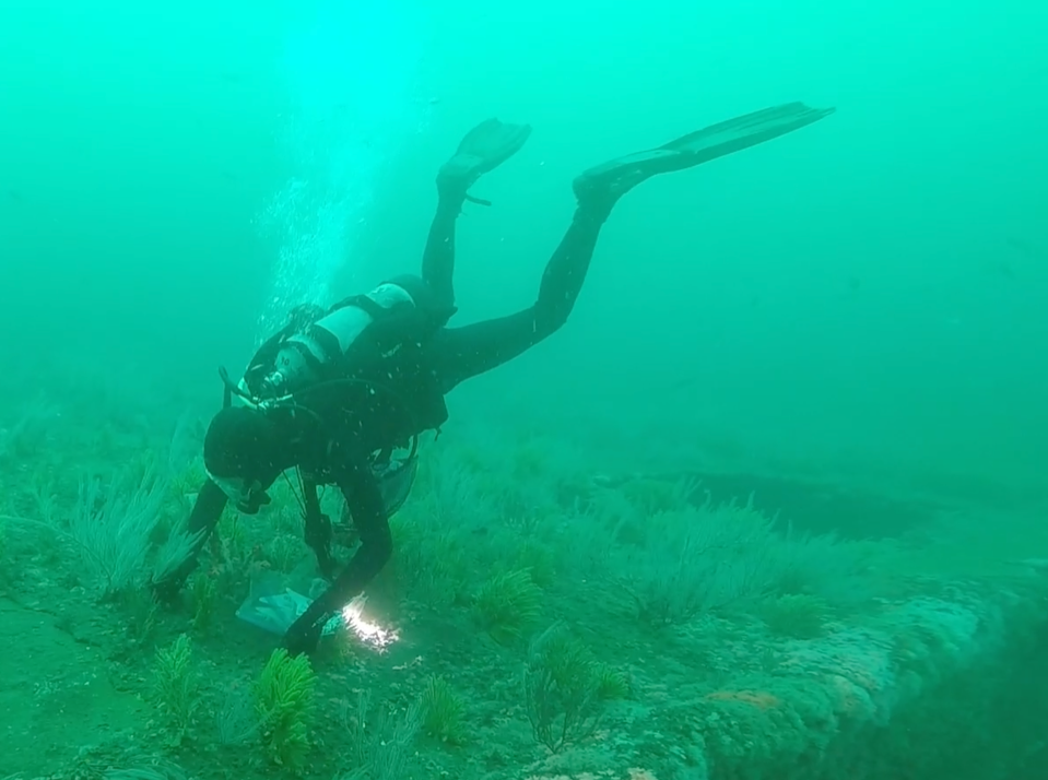 A diver examines a meadow of sea-floor invertebrates.